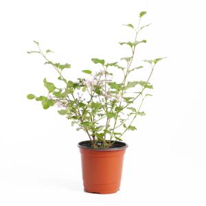 미스김라일락 키우기쉬운 실내공기정화식물 인테리어식물 소형 모종