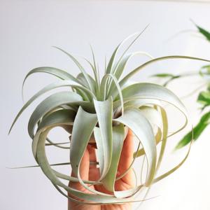 틸란드시아 세로그라피카 공기정화식물