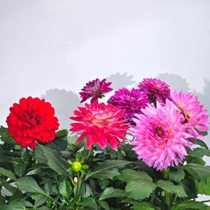 봄꽃 개화기간이 긴 다알리아 중형 15cm