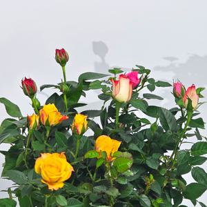 사계절 꽃이 피는 미니장미 찔레 사계 장미 생화 화초 꽃모종 10cm