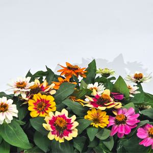 봄꽃 개화기간이 긴 백일홍 화단 테라스 실내화초 봄꽃 10cm