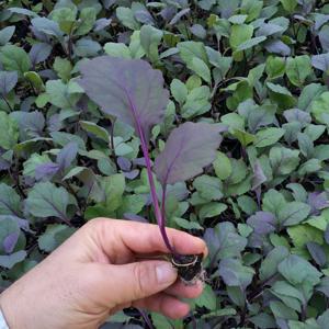 양배추 모종 적양배추 모종 텃밭 샐러드