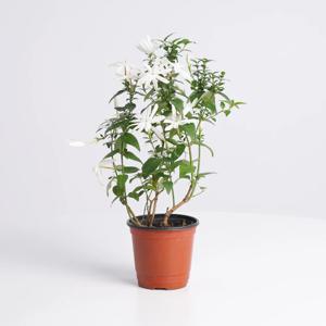 백조자스민 키우기쉬운 실내공기정화식물 인테리어식물 소형 모종