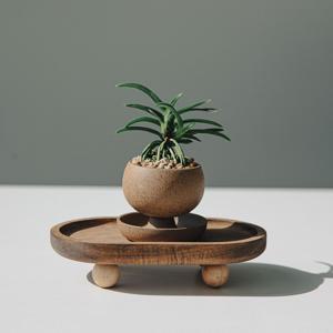 소엽풍란 그릿스탠드