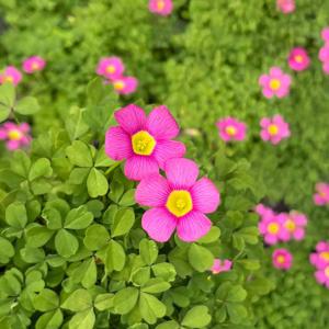 다쿠퍼플 사랑초 소형 꽃모종 관엽식물 인테리어 식물