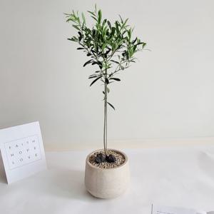 올리브나무 수형좋은 아르베키나 인테리어 반려식물 까페화분  외목대형