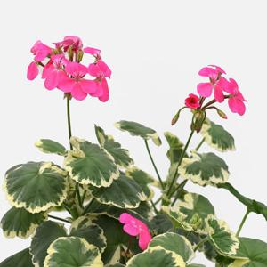 마담살롱 제라늄 중형 꽃모종 야생화 팬시 유럽 페라고늄