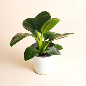 필로덴드론 콩고 공기정화식물 집에서 키우기 쉬운 반려식물