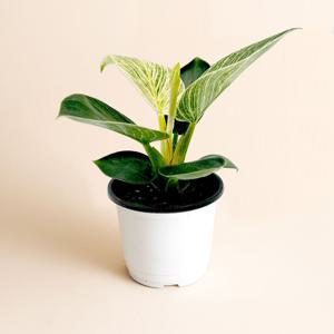 필로덴드론 버킨 콩고 실내 공기정화 식