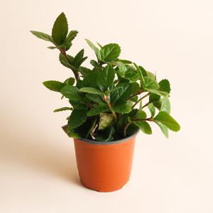 벨라가든 산호수 꽃 실내 공기정화 식물 인테리어 플랜테리어 키우기 쉬운 반려식물