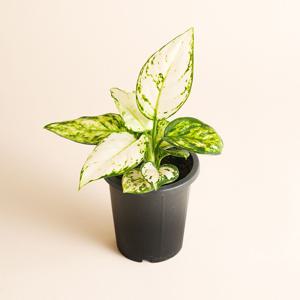 스노우사파이어 아글라오네마 승진 거실 실내 공기정화 식물