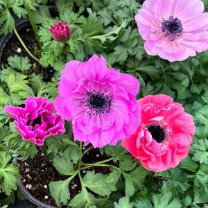 아네모네 소형 꽃모종 야생화 봄꽃 인테리어 식물