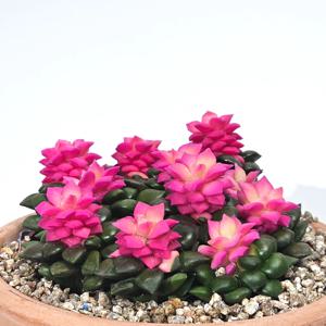 수입 희귀 다육식물 취설송 10cm