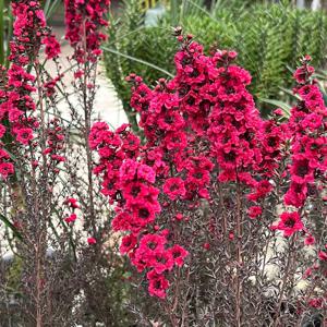 호주매화 중대형 꽃나무 꽃화분 인테리어 식물