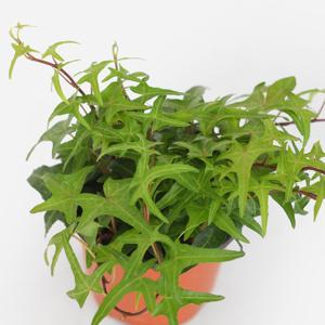 별아이비 소형 공기정화식물 반려식물 플랜테리어