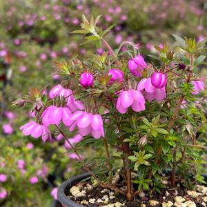 바우에라 루비오이데스 소형 아이노간사시 꽃모종 야생화