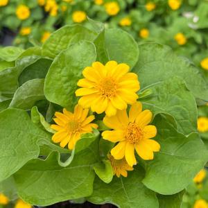 멜람포디움 소형 꽃모종 야생화 봄꽃 화분 화초키우기