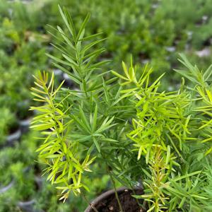 아스파라거스 마제파 소형 인테리어 공기정화식물
