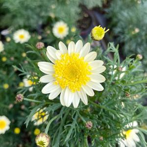 솔레미오 목마가렛 소형 야생화 꽃모종 반려식물