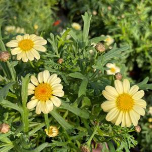 아게릭레몬 목마가렛 소형 야생화 꽃모종 반려식물