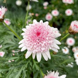 아즈키짱 목마가렛 소형 야생화 꽃모종 반려식물