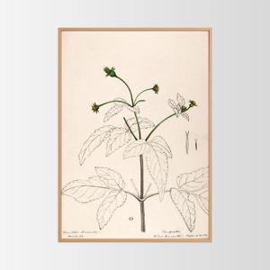 포에틱 아카이브 인테리어 포스터 액자 / 67 도깨비바늘