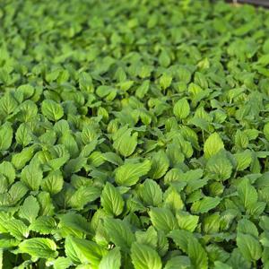 부지깽이 모종 울릉도 부지갱이 봄나물 산나물 텃밭 키우기