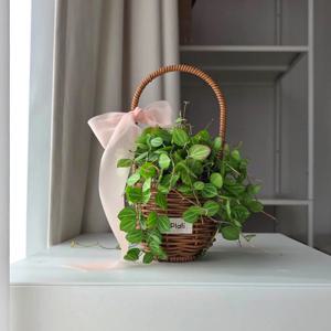 디시디아 멜론 X 미니 라탄 바스켓 플랜트