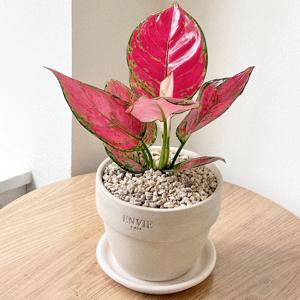 아글라오네마 화룡 엔젤 지리홍 공기정화식물 베트남토분 플랜테리어 개업