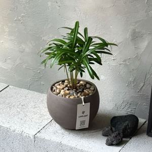 나한송 소형식물 키우기 쉬운 미니 공기정화식물 수경재배