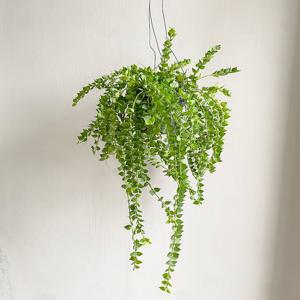 디시디아 밀리언하트 풍성사이즈 행잉식물 에어플랜트