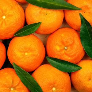 제주 가정용 선물용 카라향 2.5kg 옵션선택