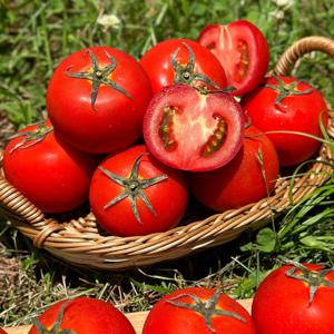 국내산 가정용 완숙 찰 토마토 2kg 외 3kg/ 4kg/ 10kg