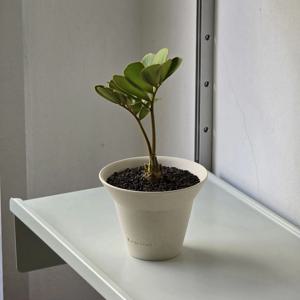 멕시코소철 야자수 느낌 소형 거실 테이블 플랜테리어 희귀 식물