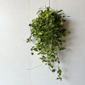 디시디아 멜론 롱사이즈 내추럴한 감성행잉식물