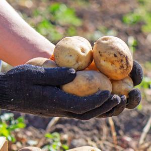 국내산 햇감자 10kg 왕특