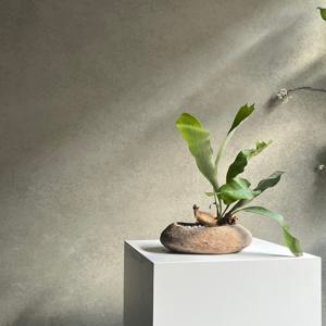 박쥐란 키우기 쉬운 인테리어 화분 거실 선반 테이블 식물