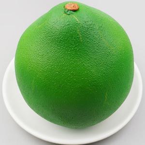 포멜로 스위티 자몽 모형 그린 14cm 과일모형