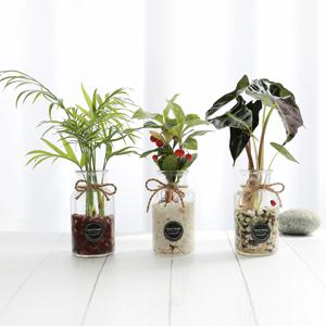 수경식물 공기정화식물 DIY세트