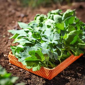 오늘 새벽에 수확한 방풍나물 국산 노지 자연산