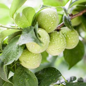 [산지직송] 전남 고흥 무농약 햇 청매실 10kg 대 / 왕특대