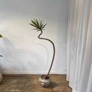 드라세나 마지나타(빈티지토분) 집들이 개업선물 승진화분 인테리어 식물 부산/경남지역 배송