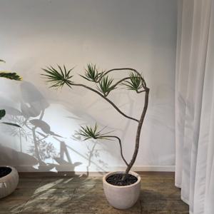 드라세나 마지나타(frp화분) 집들이 개업선물  인테리어 식물 부산/경남지역 배송