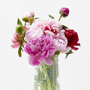 강진 작약 생화 꽃다발 색상랜덤믹스 특상품등급 보존제 증정