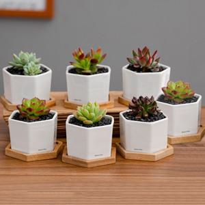 스테이 다육이 육각미니화분 + 우드받침대 화이트 7종 1세트