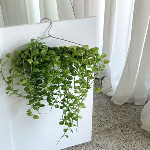 디시디아 애플그린 풍성사이즈 벽걸이식물 행잉플랜트