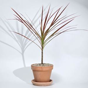 실내공기정화 플랜테리어 식물 드라세나 마지나타 레인보우 핑크 10cm