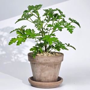 모기퇴치 구문초 로즈제라륨 향기 허브식물 10cm