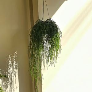 립살리스 레인 행잉식물 공기정화식물