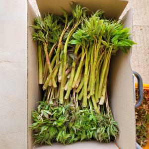 X 강원도 정선 눈개승마 삼나물 고기나물 4kg